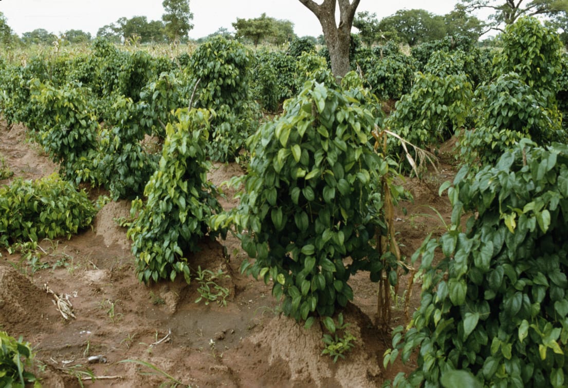 yam mounds